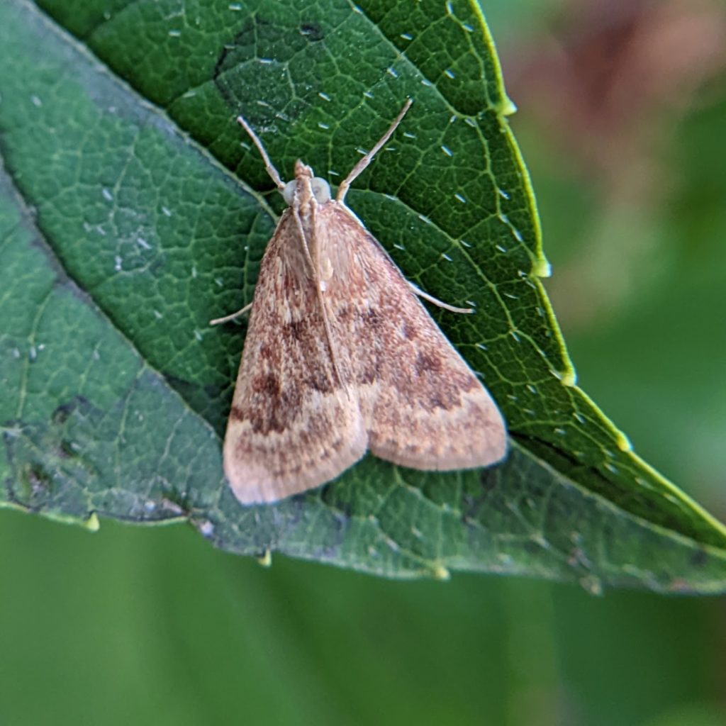 brown and tan moth at rest on a leaf